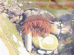 Rock Pool Inhabitants