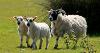 Lambs