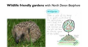 Image of ‎hedgehog and ‎text that says "‎October half term Northam Burrows Country Park Tuesday 25th October- 2pm 4pm Drop in at the visitor centre for free family fun Wildlife friendly gardens with North Devon Biosphere