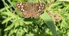 Speckled Wood Butterfly