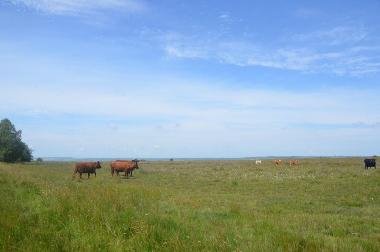 LCT 1F North Devon ‘Ruby Red’ cattle grazing Knowstone Outer Moor.