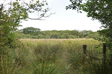 LCT 1F Culm grassland at Dunsdon National Nature Reserve