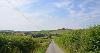 DCA 65: Narrow rural lane near Thornbury with views over trimmed flower-rich hedges across pastoral farmland and a wooded tributary valley of the River Torridge.