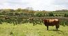 DCA 66: Locally distinctive North Devon ‘Ruby Red’ cattle grazing Culm grasslands.