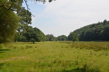 LCT 3C Grazing marsh/rush pasture with in-field trees, enclosed by woodland on the banks of the River Torridge, west of Shebbear.