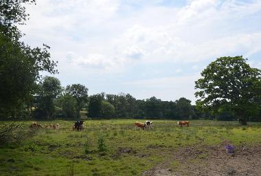 LCT 3H Cattle grazing floodplain pasture on the upper reaches of the River Carey.