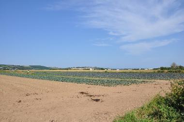 LCT 4B Arable fields west of Braunton Great Field.