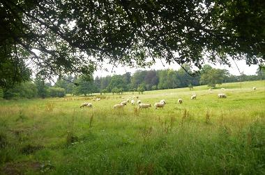 LCT 5D Sheep grazing in historic parkland south of Heanton Satchville.