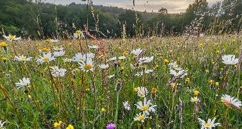 Photo of wildflowers such as daisies in a Meadow