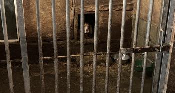 Photo of Pregnant Cocker Spaniel 'Poppy' behind bars in bad conditions