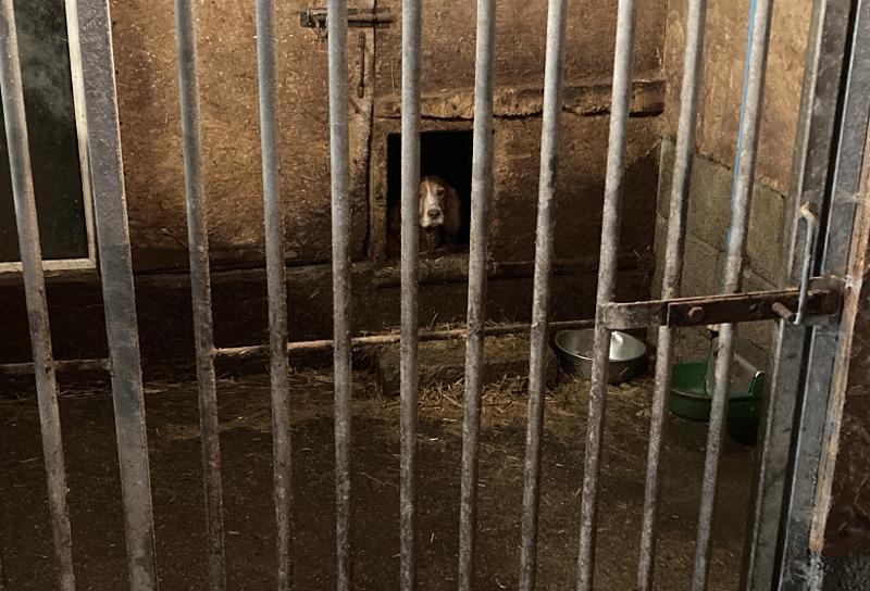 Photo of Pregnant Cocker Spaniel 'Poppy' behind bars in bad conditions