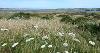Close up of grass and flowers on the Burrows 