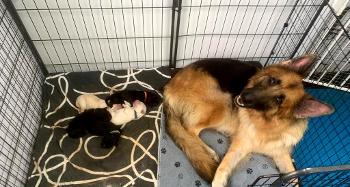 German shepherd Mitzi with her puppies