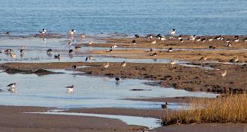 Birds wading in the Skern