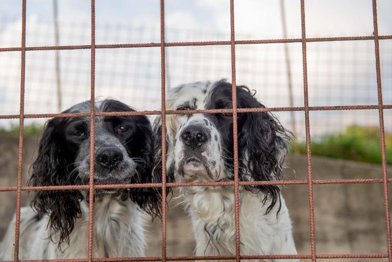 Image of 2 black and white dogs looking said behind a wire fence