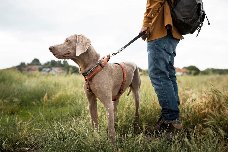 Photo of a light brown/grey coloured dog that is on a lead in a field