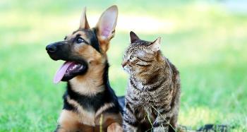 Photo of a brown and black dog and a tabby cat next to each other on some grass.