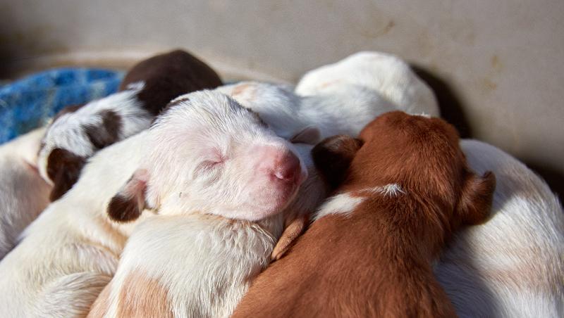 Group of puppies laid on top of each other sleeping 
