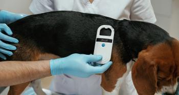 An image of a dog, possibly a beagle, being scanned for a microchip at the vets.