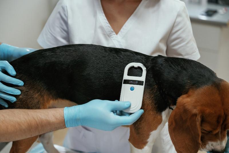 An image of a dog, possibly a beagle, being scanned for a microchip at the vets.