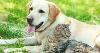 Microchipping Photo 2026