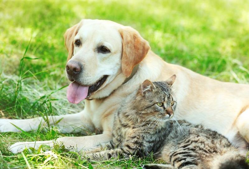 Microchipping Photo 2026