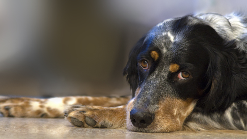 Photo of a dog lying on the ground with a sad look in their eyes